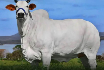 La sorprendente vaca más cara del mundo: cuesta 4,3 millones de dólares