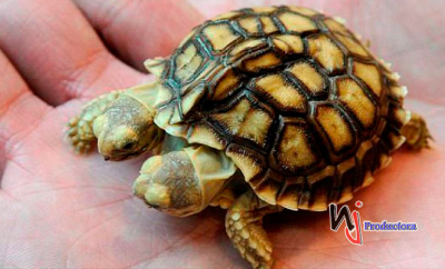 La tortuga que nació con dos cabezas cumple dos semanas de vida