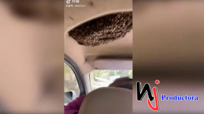¡Sin miedo a nada! Hombre conduce con colmena de abejas en su automóvil