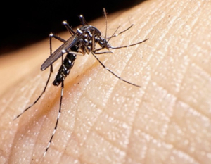 Brasil supera las 1.000 muertes por dengue en lo que va de 2024 y se aproxima al récord