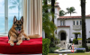 Gunther VI, el perro más rico del mundo que vende mansión que fue de Madonna