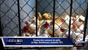 Producción semanal de pollo en Rep. Dominicana aumentó 16%