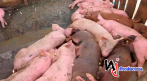 Detectan la peste porcina africana en otras tres provincias de R. Dominicana