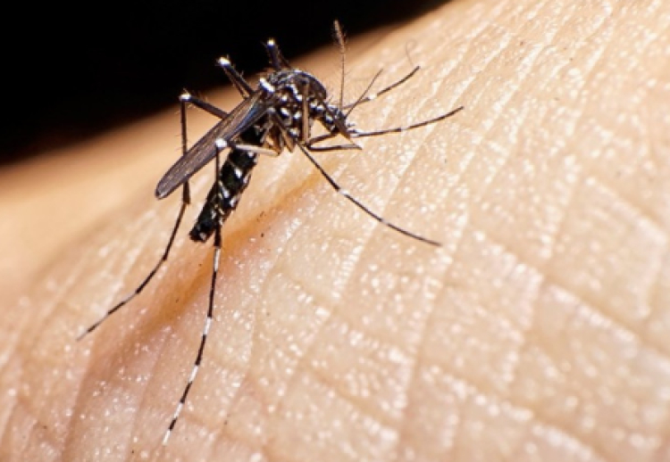 El dengue en Latinoamérica alcanza cifras alarmantes en primer trimestre de 2024