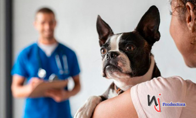 Medicina veterinaria: ¿es accesible su costo?