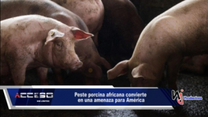 Peste porcina africana convierte en una amenaza para América