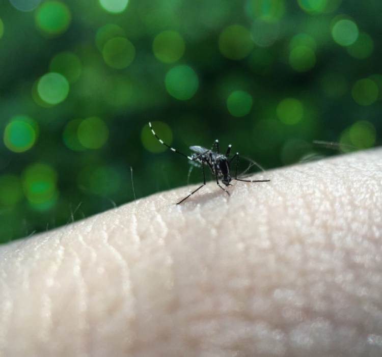 La OMS advierte del aumento del dengue