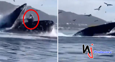 Momento cuando una ballena se tragó a dos mujeres a las que luego escupió