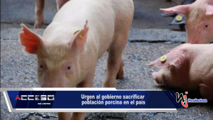 Urgen al gobierno sacrificar población porcina en el país