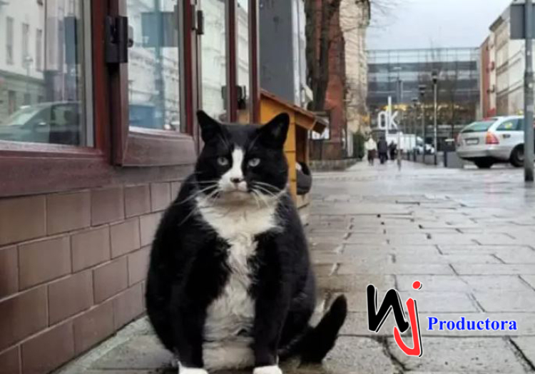 Un gato gordo se convierte en la mejor atracción turística de una ciudad polaca