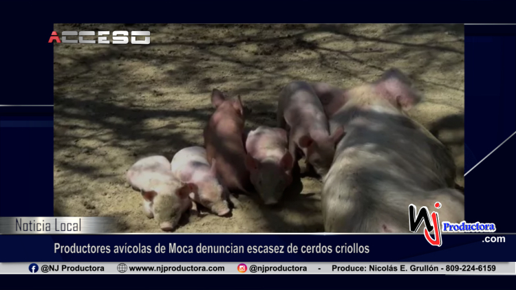 Productores avícolas de Moca denuncian escasez de cerdos criollos