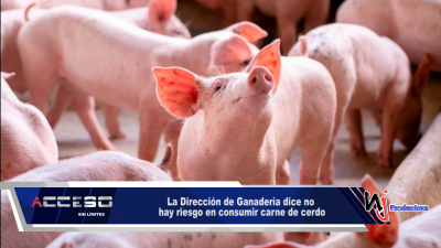 La Dirección de Ganadería dice no hay riesgo en consumir carne de cerdo 