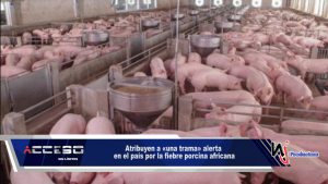 Atribuyen a «una trama» alerta en el país por la fiebre porcina africana