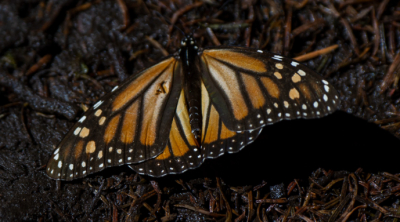 Cómo un grupo de mariposas voló 4.200 kilómetros a través del océano Atlántico sin detenerse