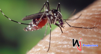 Mosquitos que picaron a ladrón permiten resolver un caso en China