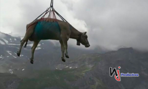 Decenas de vacas sobrevuelan los Alpes suizos tras ser recatadas por un helicóptero en la época de pasto