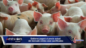Gobierno pagará al precio actual del mercado cerdos sean sacrificados