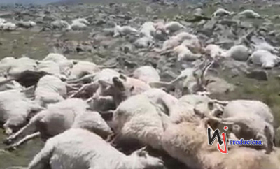 Un rayo mata a más de 500 ovejas en un pueblo del sur de Georgia