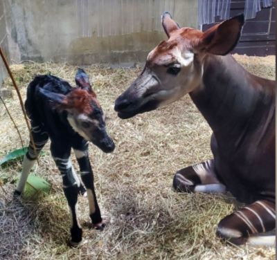 Un okapi poco común y en peligro de extinción nació en el zoológico de Cincinnati