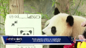 Panda gigante celebra su cumpleaños con un pastel de frutas en Shanghái