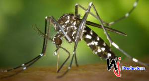 El dengue ataca; piden llevar a los niños al hospital desde que presenten fiebre