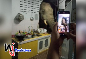 Un elefante destruye la pared de una casa tras sentirse atraído por el olor de la comida